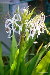 CRINUM LILY BLOOM